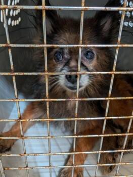 Stripe -  Pomeranian and Chihuahua Dog for Adoption in Angola, Indiana - Stripe | PetCurious