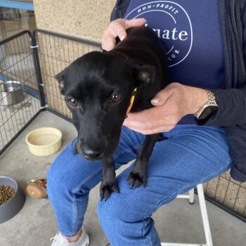 Terrier Dogs Available for Adoption in Escondido, California - Bean | PetCurious