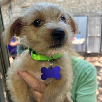 Poodle and Chihuahua Dogs Available for Adoption in Boerne, Texas - Sunshine | PetCurious