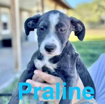 Rescue Australian Cattle Dog Blue Heeler and Cattle Dog Dogs for Adoption in Austin, Texas - Praline | PetCurious
