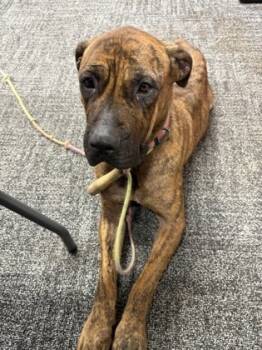 Rescue Boxer and Mixed Breed Dogs for Adoption in West Chester, Pennsylvania - Hope | PetCurious