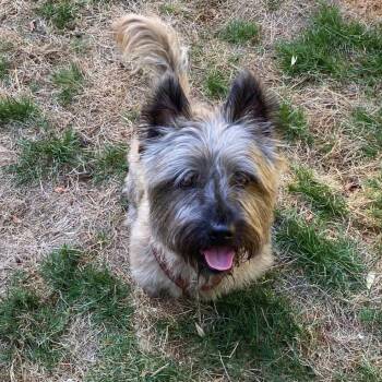 Franky in Portland Oregon -  Cairn Terrier Dog for Adoption in Chicago, Illinois - Franky In Portland Oregon | PetCurious