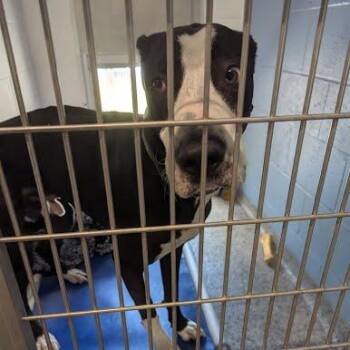 Mixed Breed Dogs Available for Adoption in Jeffersonville, Indiana - Dunder | PetCurious