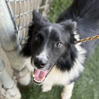 Indigo -  Border Collie Dog for Adoption in Sacramento, California - Indigo | PetCurious