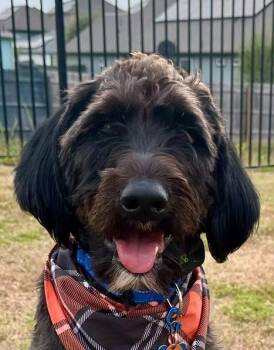 Moby -  Labradoodle Dog for Adoption in Garland, Texas - Moby | PetCurious