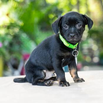 Blackjack -  Pekingese Dog for Adoption in Wake Forest, North Carolina - Blackjack | PetCurious