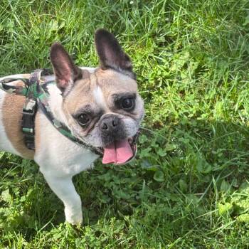 Torgy -  French Bulldog and Boston Terrier Dog for Adoption in Rochester, Minnesota - Torgy | PetCurious