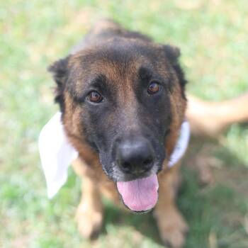 EDWINA -  German Shepherd Dog Dog for Adoption in San Antonio, Texas - EDWINA | PetCurious