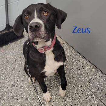 Great Dane and Boxer Dogs Available for Adoption in Parkersburg, West Virginia - Zeus | PetCurious