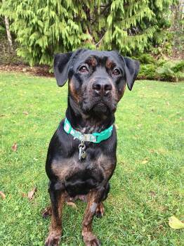 Rescue Rottweiler Dogs for Adoption in Burien, Washington - Jade | PetCurious
