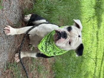 Libby -  English Bulldog Dog for Adoption in Sumter, South Carolina - Libby | PetCurious