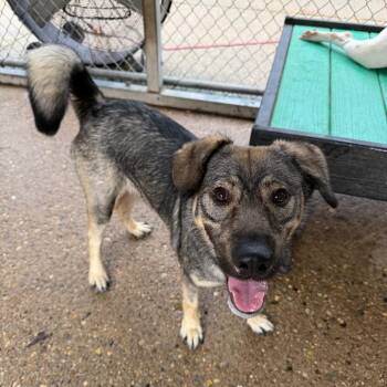 Smarty Pants -  Mixed Breed Dog for Adoption in Charleston, West Virginia - Smarty Pants | PetCurious
