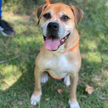 Rescue Hound Dogs for Adoption in Madisonville, Louisiana - HOLLY | PetCurious