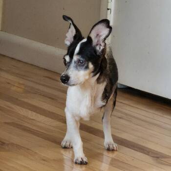 Snoop -  Chihuahua Dog for Adoption in Toms Brook, Virginia - Snoop | PetCurious