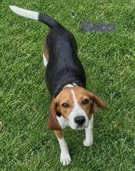 Gucci -  Beagle Dog for Adoption in Dunnellon, Florida - Gucci | PetCurious