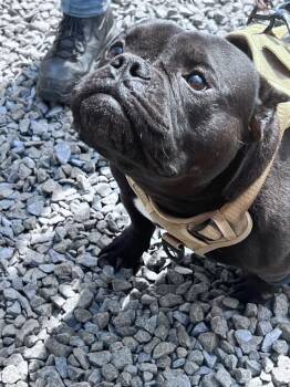 Terrier and Mixed Breed Dogs Available for Adoption in Pomona, New York - Baki | PetCurious