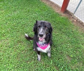 Huckleberry -  Border Collie and Great Pyrenees Dog for Adoption in Fayetteville, Arkansas - Huckleberry | PetCurious