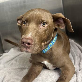 Mixed Breed Dogs Available for Adoption in Decatur, Georgia - Clyde | PetCurious