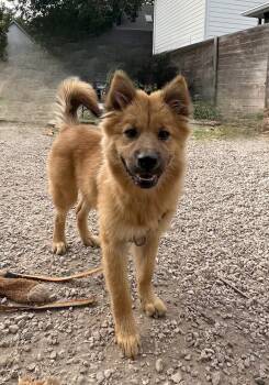 Rescue Chow Chow and German Shepherd Dog Dogs for Adoption in Pflugerville, Texas - Alfredo | PetCurious
