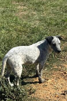 Rescue Australian Cattle Dog Blue Heeler Dogs for Adoption in Holly Springs, Mississippi - Pepper | PetCurious