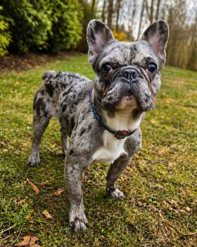 French Bulldog Dogs Available for Adoption in Westminster, Massachusetts - Marty McFly | PetCurious