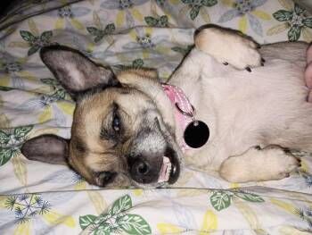 Gigi -  Brussels Griffon and Chihuahua Dog Available for Adoption in Elmwood, Louisiana - Gigi | PetCurious