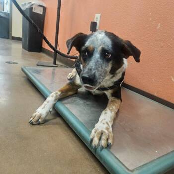 Smoke -  Mixed Breed Dog for Adoption in Flagstaff, Arizona - Smoke | PetCurious