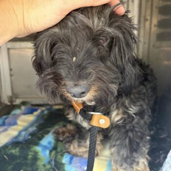 Cockapoo Dogs Available for Adoption in Sonoma, California - Livvy | PetCurious
