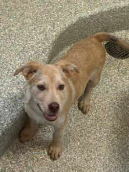 Labrador Retriever and Mixed Breed Dogs Available for Adoption - Adara | PetCurious