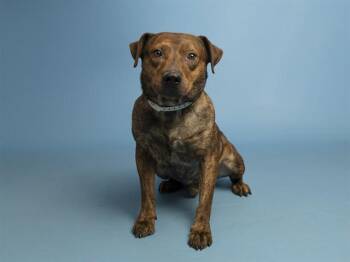 Pit Bull Terrier and Mixed Breed Dogs Available for Adoption in Phoenix, Arizona - BIG BOY | PetCurious