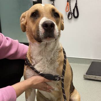 Rescue Mixed Breed Dogs for Adoption in Abilene, Texas - Ivan | PetCurious