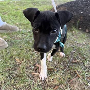 Textron -  Mixed Breed Dog for Adoption in Columbia, South Carolina - Textron | PetCurious