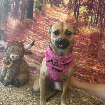 Macy Grayber -  Chihuahua and German Shepherd Dog Dog for Adoption in Houston, Texas - Macy Grayber | PetCurious