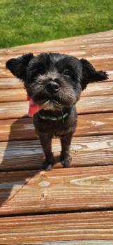 Inky -  Lhasa Apso and Miniature Poodle Dog for Adoption in Oswego, Illinois - Inky | PetCurious