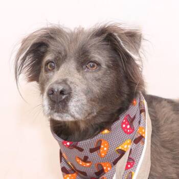 Rosie -  Labrador Retriever Dog for Adoption in Sanford, Florida - Rosie | PetCurious