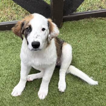 Aspen 3157 -  Great Pyrenees and Mixed Breed Dog for Adoption in Loxahatchee Groves, Florida - Aspen 3157 | PetCurious