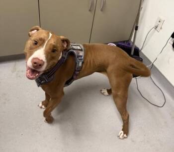 June -  Mixed Breed Dog for Adoption in West Chester, Pennsylvania - June | PetCurious