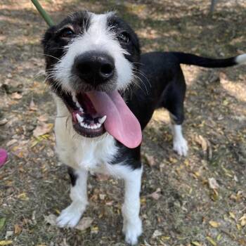 Oreo -  Mixed Breed Dog for Adoption in Saint Charles, Missouri - Oreo | PetCurious