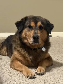 Rescue Labrador Retriever Dogs for Adoption in The Woodlands, Texas - Bruno | PetCurious