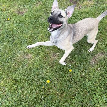 Pepper -  German Shepherd Dog and Belgian Shepherd Malinois Dog Available for Adoption - Pepper | PetCurious