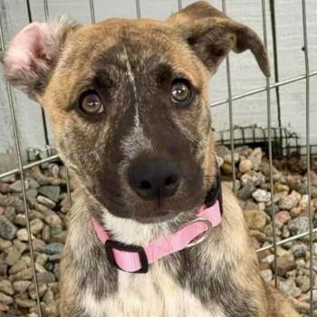 Aggy -  Shepherd Dog for Adoption in Plainfield, Connecticut - Aggy | PetCurious