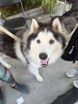 Bob -  Mixed Breed Dog for Adoption in Walnut Creek, California - Bob | PetCurious