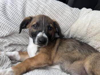 Beagle Dogs Available for Adoption - Linus | PetCurious