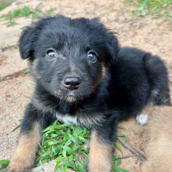 Memphis -  Australian Shepherd and Shepherd Dog for Adoption in Pelham, New Hampshire - Memphis | PetCurious