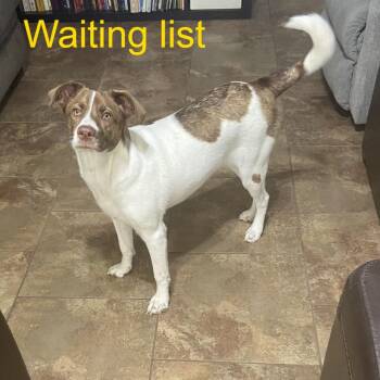 Vixen -  Australian Shepherd and Mountain Cur Dog for Adoption in Livingston, Texas - Vixen | PetCurious