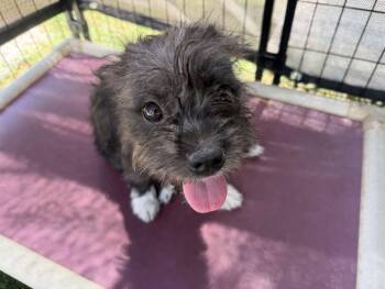 Lainey -  Terrier Dog for Adoption in Canutillo, Texas - Lainey | PetCurious
