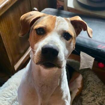 PEPPER - NEEDS A FOSTER OR ADOPTER -  Treeing Walker Coonhound Dog for Adoption in Largo, Florida - PEPPER - NEEDS A FOSTER OR ADOPTER | PetCurious