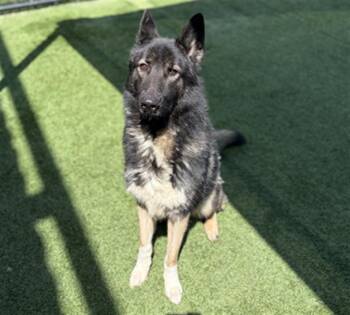 German Shepherd Dog Dogs Available for Adoption - GOOFY | PetCurious