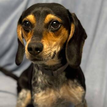 Beagle Dogs Available for Adoption - Izzy | PetCurious