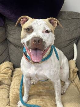 Sandy NJ -  American Staffordshire Terrier Dog for Adoption in Rockaway, New Jersey - Sandy NJ | PetCurious